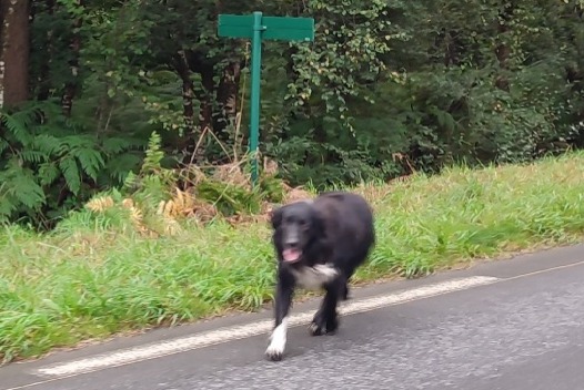 Discovery alert Dog Unknown Plouaret France