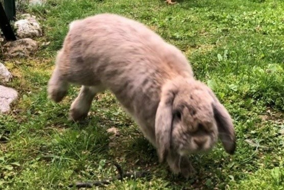 Disappearance alert Rabbit Male , 2024 years Le Bourget-du-Lac France