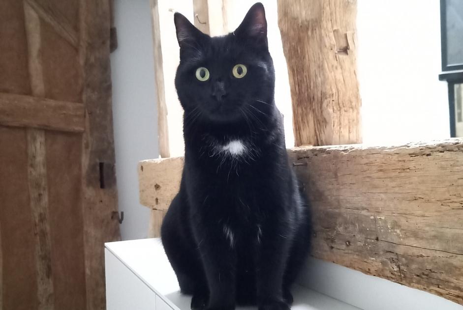 Alerte Disparition Chat Mâle , 3 ans Saint-Martin-du-Bois France