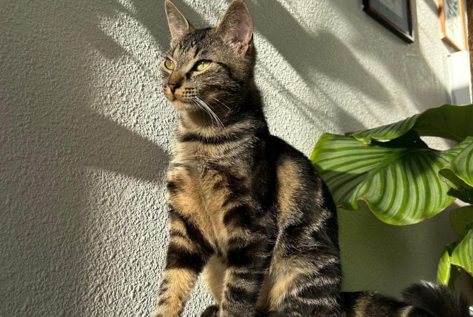 Alerte Disparition Chat  Femelle , 2 ans Chécy France