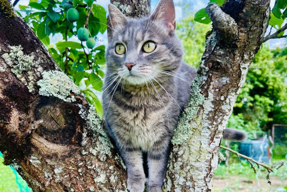 Alerte Disparition Chat Femelle , 5 ans Saint-Jean-de-Braye France