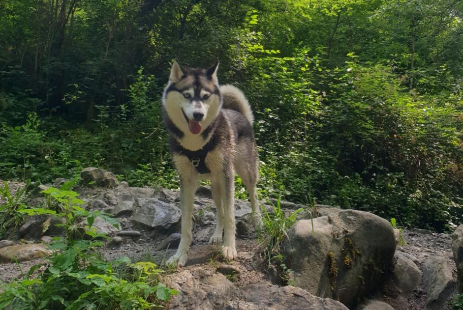 Alerte Disparition Chien  Femelle , 5 ans Les Deserts France